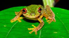 Descubren qué está matando a las ranas en todo el mundo