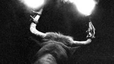El toro embolado volvió a las calles de San Juan pese a la prohibición podemita