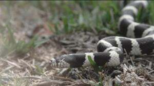 La invasión de serpientes en Canarias