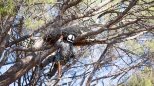 Un GPS permitirá seguir el viaje de 13.000 kilómetros de los pollos de cigüeña negra nacidos en Madrid