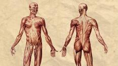 La gramática del cuerpo