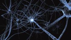 Los mayores tienen la misma capacidad que los jóvenes para producir nuevas neuronas