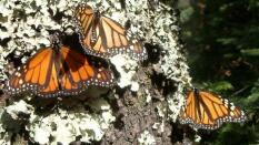 Así suenan millones de mariposas volando a la vez