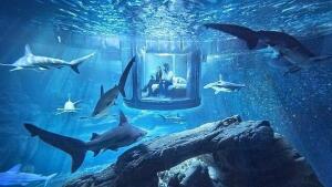 Cómo dormir en una suite subacuática rodeados de 35 tiburones