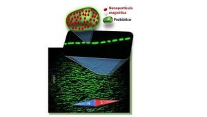 Fabrican probióticos magnéticos que podrán diagnosticar o tratar tumores en el futuro