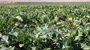 La renta agraria sube un 15%, el doble que la media nacional