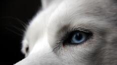 Por qué los huskies tienen los ojos azules