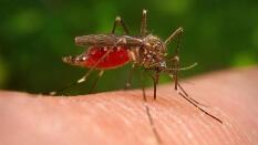 ¿Cuál es la razón por la que los mosquitos pican más a unas personas que a otras?