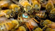 Toxina en el esperma para dejarlas ciegas durante el sexo