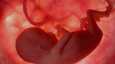 Un simulador capaz de predecir las futuras enfermedades del bebé 