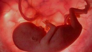 Un simulador capaz de predecir las futuras enfermedades del bebé 