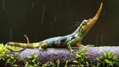 El lagarto Pinocho, que se creía extinto desde hace 50 años, reaparece en Ecuador