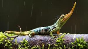 El lagarto Pinocho, que se creía extinto desde hace 50 años, reaparece en Ecuador