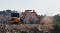 Un sexto brote de xylella afecta a 47 parcelas de almendros en Alicante