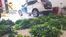 Detenido en Guadalajara cuando se deshacía de 400 plantas de marihuana