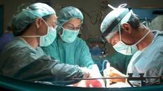 Identificada la proteína clave para prevenir el rechazo de órganos en los trasplantes