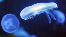 ¿Qué sabemos realmente de las medusas?