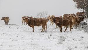 Solución: Entre vacas, ovejas y gallinas