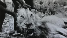 Leones convertidos en devorahombres por una espina en el hocico