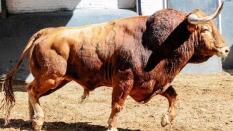 Directo: Castella, Ginés Marín y Álvaro Lorenzo, con toros de Garcigrande en San Isidro