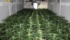 Perros de raza peligrosa, pasadizos y puertas blindadas para esconder plantaciones de marihuana en Vizcaya