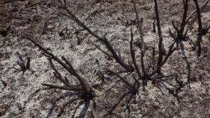 El cambio climático es culpable