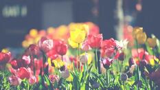Cómo decorar un jardín pequeño