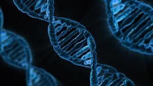 Hallada la razón por la que las mutaciones en BRCA1 predisponen al cáncer de mama