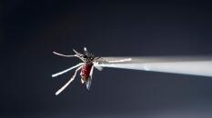 Los efectos negativos del zika permanecen en los adultos