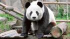 Panda gigante: un asunto de Estado en China