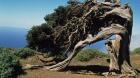 Los árboles más viejos y bellos de España