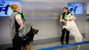 Coronavirus: los perros detectan hasta a los enfermos asintom&aacute;ticos