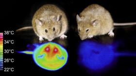 «¿Podrán los humanos hibernar algún día?»