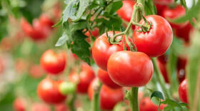 El grito silencioso de los tomates en peligro