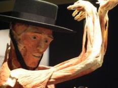 Body Worlds: «Descúbrete por dentro»