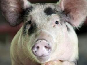 La OMS dice que la carne de los cerdos con grige A puede contagiar el virus