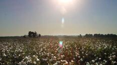 Desmotadoras y productores se enfrentan por el precio del algodón