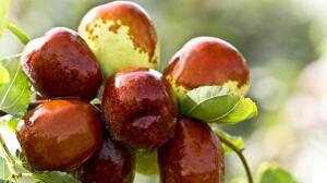 Cinco alternativas al azúcar que pondrán sabor a tus postres