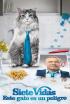 Siete vidas: Este gato es un peligro