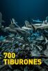 700 tiburones