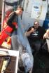 Pesca extrema: batalla en el Atlántico