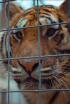 Animales embajadores: tras las cámaras