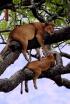 La vida al regne animal