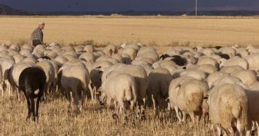 La lengua azul afecta ya a 540 explotaciones en la provincia de Córdoba con un grave impacto de mortalidad del 5%
