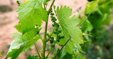 Fresas y uvas de Doñana para elaborar nuevos vinos