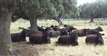 Las vacas escocesas también pastan en la dehesa andaluza