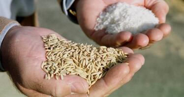 Aumenta la cosecha de arroz redondo ante los problemas para exportar el grano largo