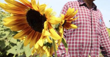 La falta de agua en el campo andaluz pone en riesgo las siembras del girasol