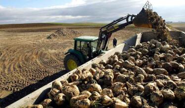 La Junta pedirá al Ministerio que «se queden en la región» las ayudas a la remolacha a pesar del cierre de Azucarera