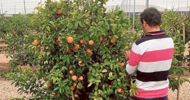 Andalucía produce la mitad de la variedad Orri, la mandarina más cotizada